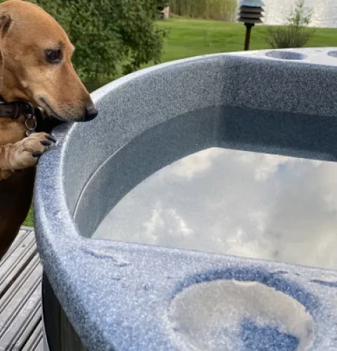 Le Bain nordique rend les chiens heureux aussi ! | Kirami
